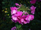 IMGP0253.JPG
