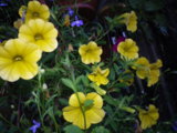 IMGP0258.JPG