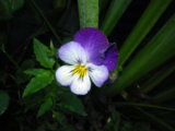 IMGP0256.JPG