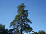 IMGP0216.JPG