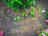06.07.12 лилия из чешуй Э.Леди-1в ОГ с 21.05.12.jpg