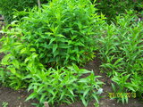 100_6908.JPG