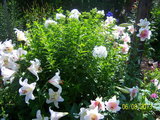 100_9141.JPG