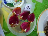 100_3259.JPG