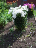 100_9485.JPG