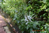 DSC_4368.JPG