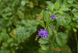 DSC_4419.JPG