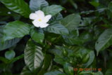 DSC_4461.JPG
