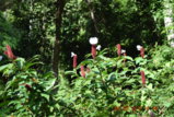 DSC_4481.JPG