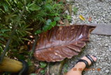 DSC_4479.JPG