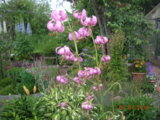 DSCN7787.JPG