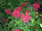 DSCN7788.JPG