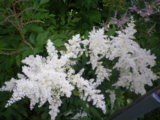 IMGP0142.JPG