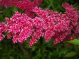 IMGP0238.JPG