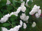 IMGP0235.JPG