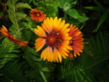 IMGP0153.JPG