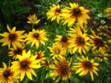 IMGP0156.JPG
