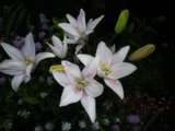 IMGP0161.JPG