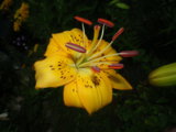 IMGP0189.JPG