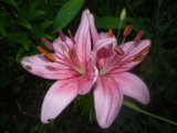IMGP0194.JPG