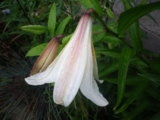 IMGP0212.JPG