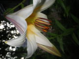 IMGP0264.JPG