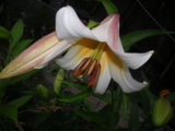 IMGP0302.JPG