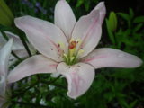 IMGP0324.JPG