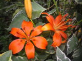 IMGP0304.JPG
