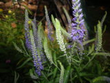 IMGP0164.JPG