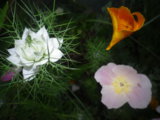 IMGP0170.JPG