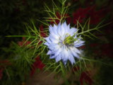 IMGP0173.JPG