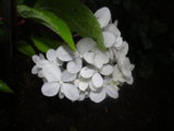 IMGP0250.JPG
