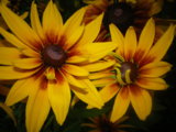 IMGP0274.JPG