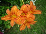 IMGP0331.JPG