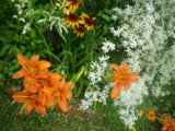 IMGP0332.JPG