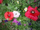 IMGP0195.JPG