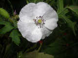 IMGP0197.JPG