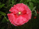 IMGP0196.JPG