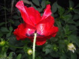 IMGP0291.JPG