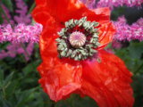 IMGP0294.JPG