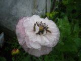 IMGP0311.JPG