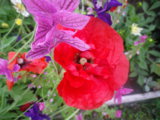 IMGP0315.JPG