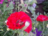 IMGP0317.JPG