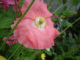 IMGP0318.JPG