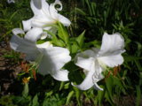 IMGP0956.JPG