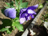 IMGP0964.JPG