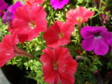 IMGP0967.JPG