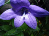 IMGP1014.JPG
