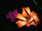 IMGP0987.JPG
